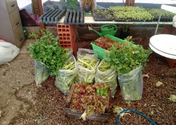 Fueron entregados 55 kilos de productos de la Huerta Municipal