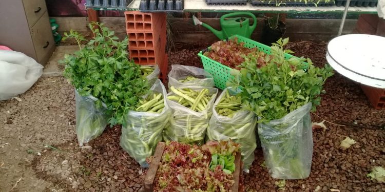 Fueron entregados 55 kilos de productos de la Huerta Municipal