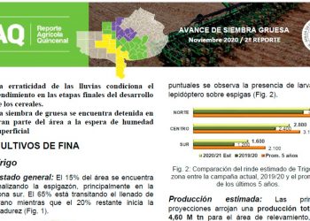 REPORTE AVANCE SIEMBRA GRUESA