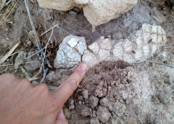 Hallan restos de un animal prehistórico en la laguna de Pigüé