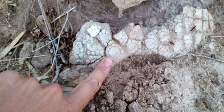 Hallan restos de un animal prehistórico en la laguna de Pigüé