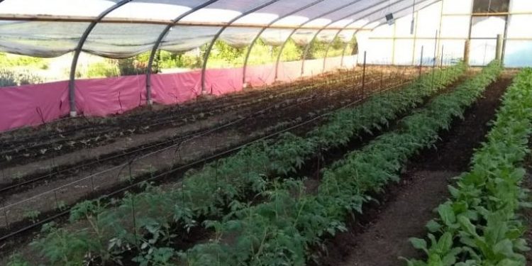 Fueron entregados 220 kilos de verduras producidas en la Huerta Municipal