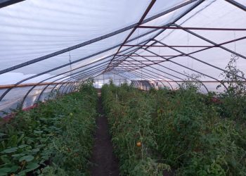 La Huerta Municipal amplía su producción con un nuevo invernadero