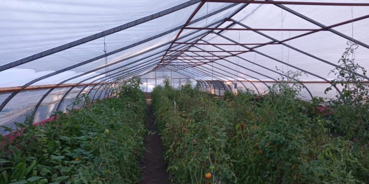 La Huerta Municipal amplía su producción con un nuevo invernadero