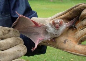 Aseguran que el caso de rabia humana en Suárez fue por la “variante murciélago”