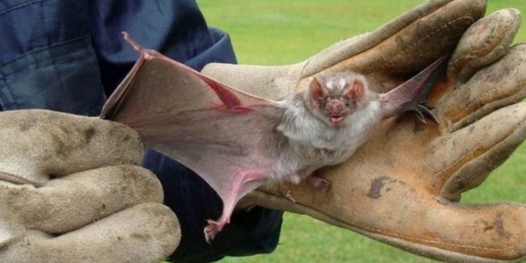 Aseguran que el caso de rabia humana en Suárez fue por la “variante murciélago”