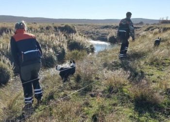 CON PERROS ENTRENADOS Sigue la búsqueda de Gabriel García Gurrea en un campo de Chasicó