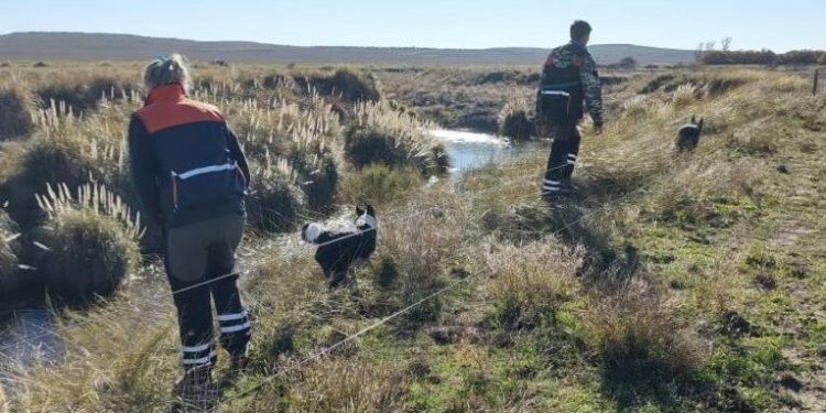 CON PERROS ENTRENADOS Sigue la búsqueda de Gabriel García Gurrea en un campo de Chasicó