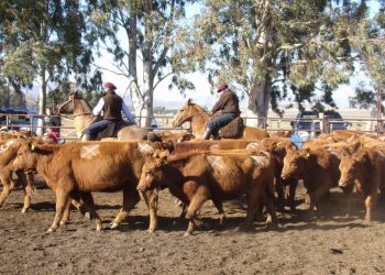 Se realizó una Jornada de Aparte Campero en el predio de la Asociación Rural