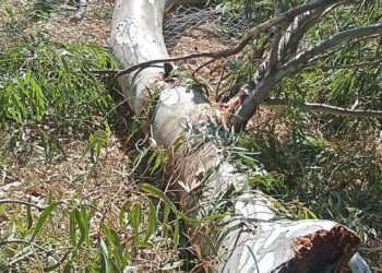 Se registró una nueva caída de un gajo de gran tamaño en el Parque Lineal