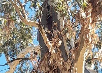 El área municipal de Arbolado Urbano definió las acciones de intervención del Parque Lineal