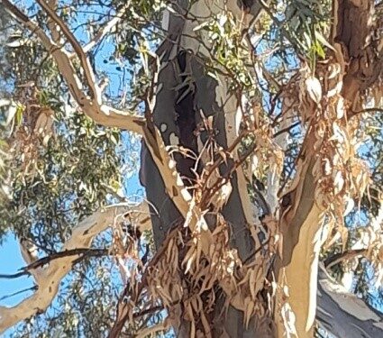 El área municipal de Arbolado Urbano definió las acciones de intervención del Parque Lineal