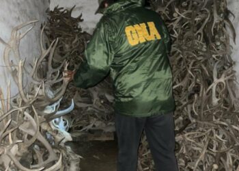 Secuestran una notable cantidad de cornamentas en un campo de Tornquist