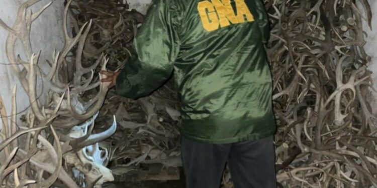 Secuestran una notable cantidad de cornamentas en un campo de Tornquist