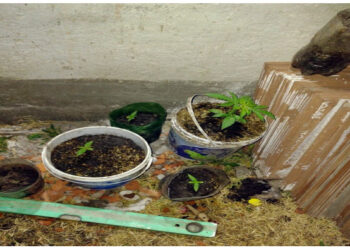 Detuvieron en Tornquist a un hombre acusado de vender drogas