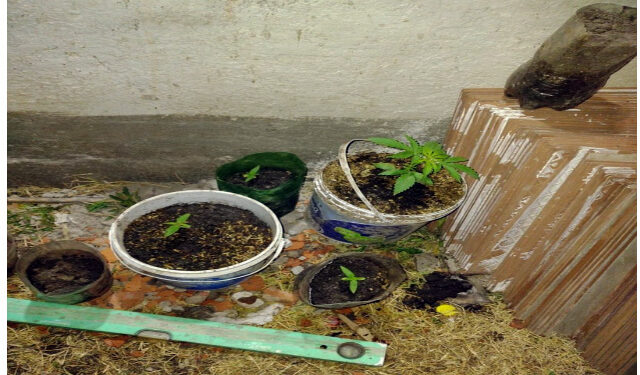 Detuvieron en Tornquist a un hombre acusado de vender drogas