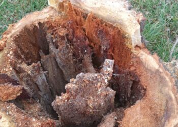 Tareas del área de arbolado público en el Dique San Bernardo