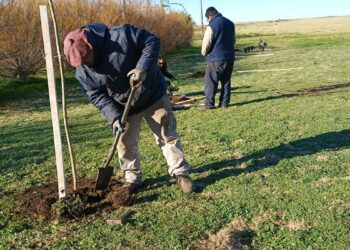 Arbolado: fueron colocadas 73 nuevas plantas