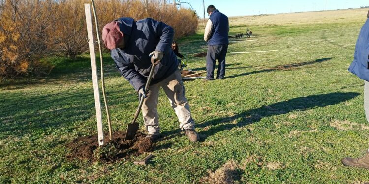 Arbolado: fueron colocadas 73 nuevas plantas
