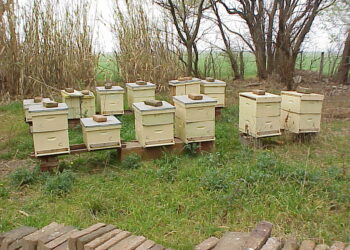 Solicitan precaución al fumigar en sectores cercanos a colmenas