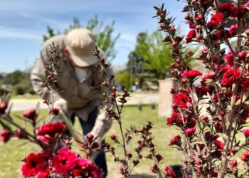 Más de un centenar de nuevos ejemplares fueron colocados entre Sierra de la Ventana y Saldungaray
