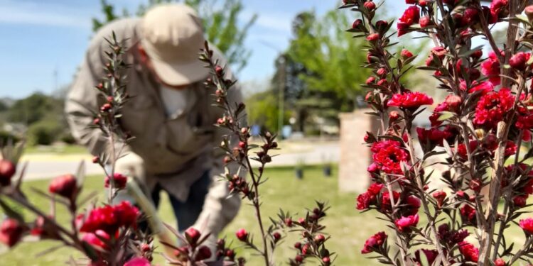 Más de un centenar de nuevos ejemplares fueron colocados entre Sierra de la Ventana y Saldungaray