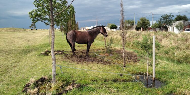 Recuerdan que está prohibido dejar caballos en espacios públicos