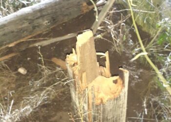 CELT informa: La tormenta causó inconvenientes en el sector rural con cables cortados y quebradura de postes