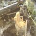 CELT informa: La tormenta causó inconvenientes en el sector rural con cables cortados y quebradura de postes