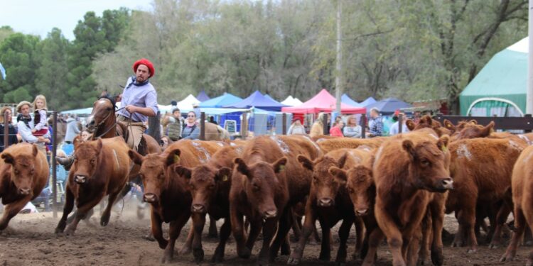 Se realiza con éxito la Expo Funcional y Morfológica en el predio de la Asociación Rural (fotos y videos)