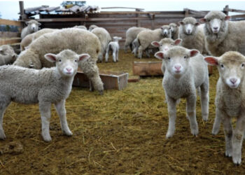 Tornquist busca generar una industria ecológica con el residuo de la esquila