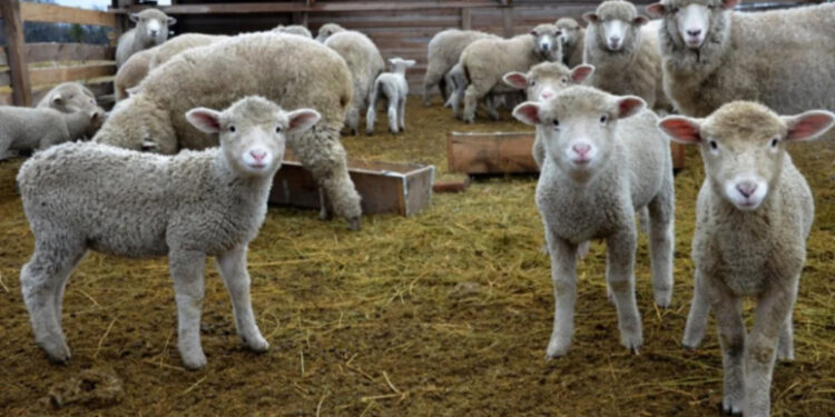 Tornquist busca generar una industria ecológica con el residuo de la esquila